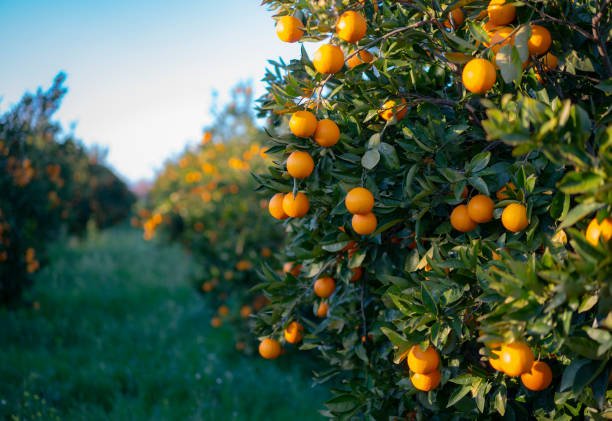 Orangen an einem Baum